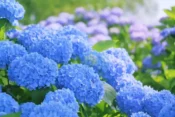 梅雨